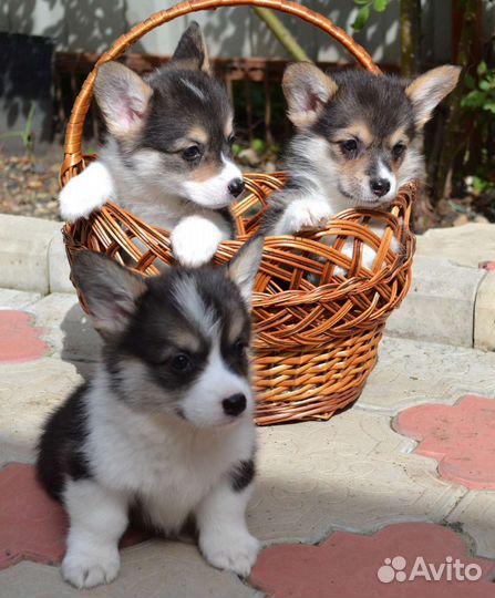 Вельш корги