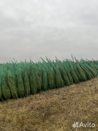 Ель (ёлка)новогодняя оптом