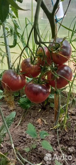 Семена томатов набор 10 сортов+перец подарок