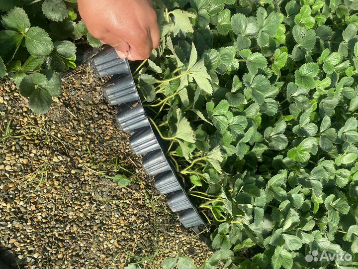 Рассада клубники сорт Априка