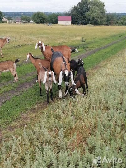 Козлики нубийские