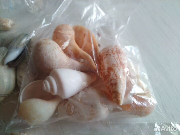 Ракушки морские мелкие