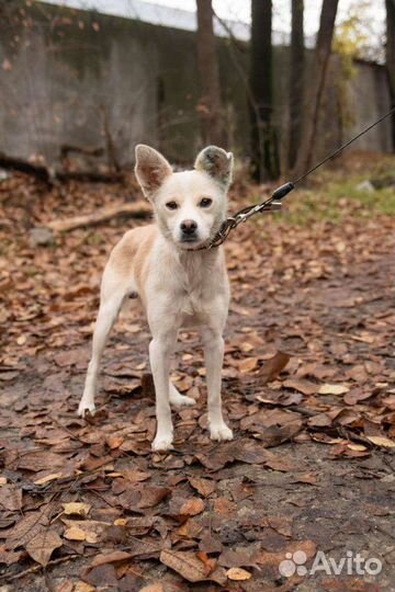 Подобрали пёсика, хороший мальчик ищет дом