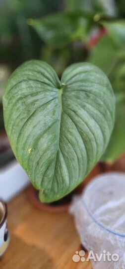 Филодендрон Содирой