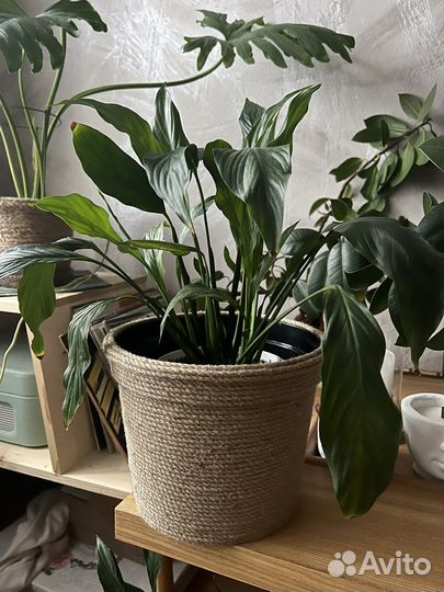 Горшок для цветов