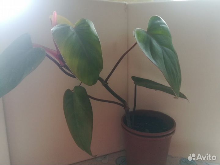 Комнатные цветы антуриум