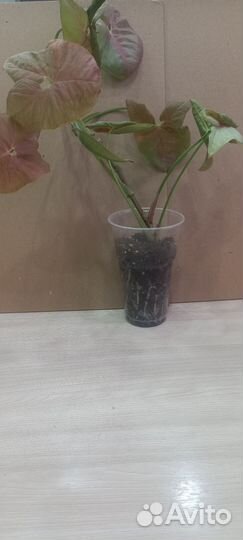 Продам цветок сингониум неон