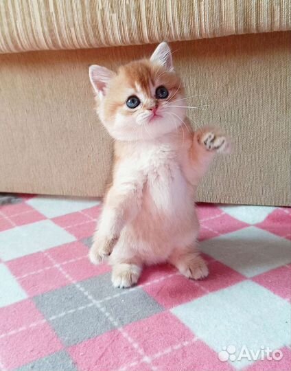 Британские золотые котята