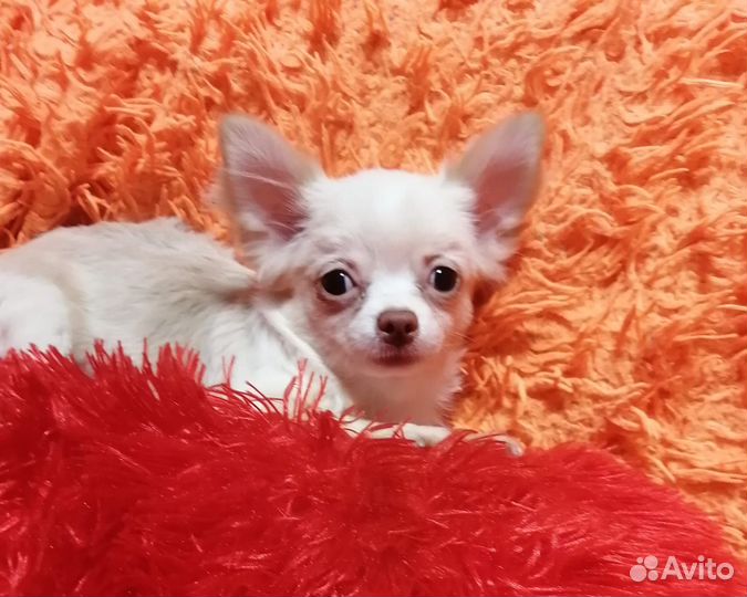 Чихуахуа девочка дш