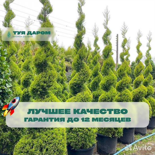 Туя смарагд брабант 120 см