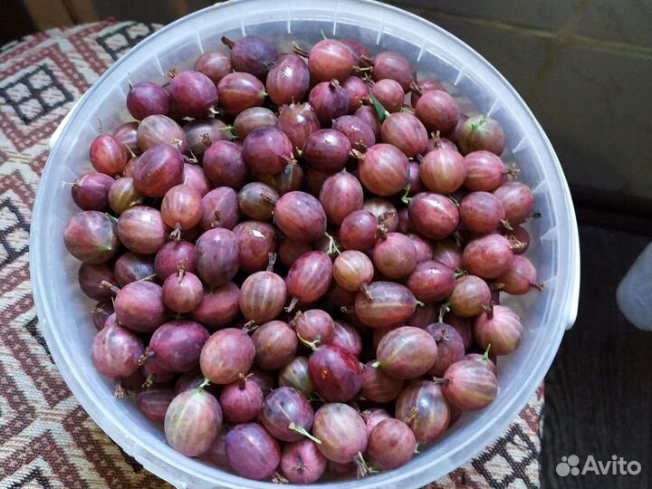 Продам черную смородину и крыжовник