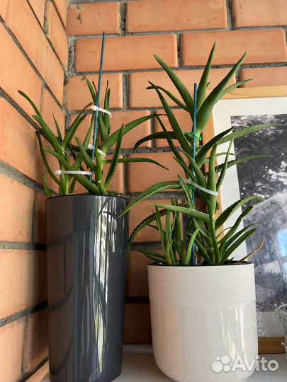 Алоэ из италии