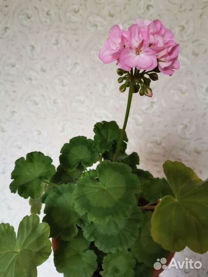 Пеларгония герань