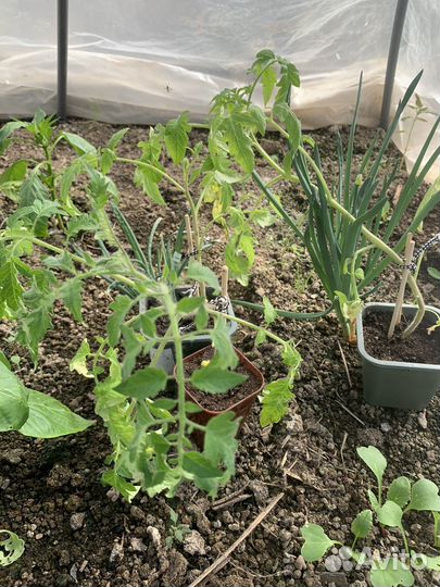Рассада помидор
