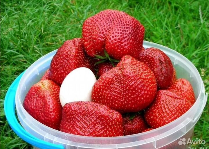 Клубника рассада