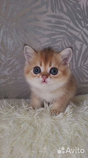 Шотландский котенок