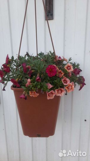 Калибрахоа