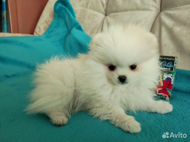 Передержка любых животных от хомячков до дикарей