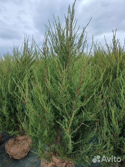 Можжевельник Блю Эроу