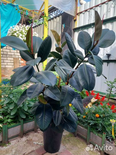 Фикус каучуконосный Робуста 3 ствола 135/90