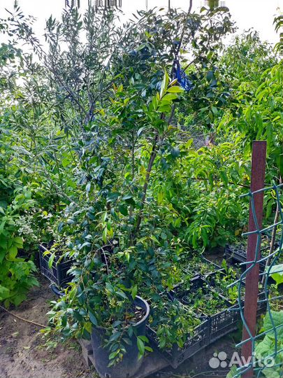 Олива и Сизигиум Паникулята