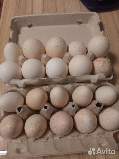 Инкубационное яйцо индюков