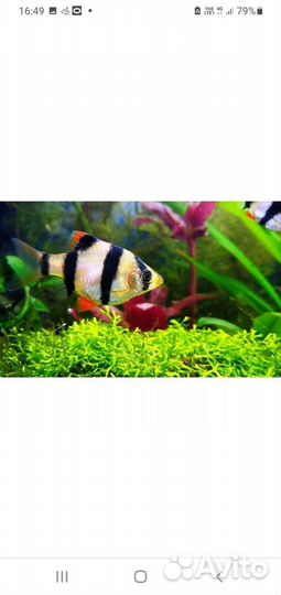 Эладея аквариумная