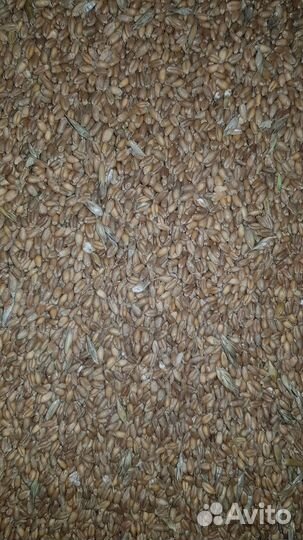 Зерно пшеница