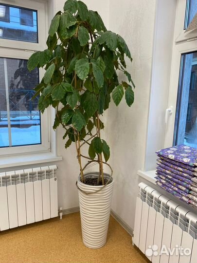 Тетрастигма большая