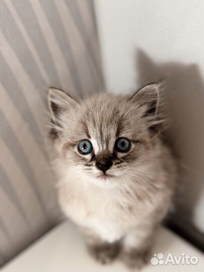 Сибирский котенок девочка