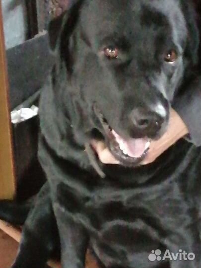 Собака лабрадор 3 года вязка