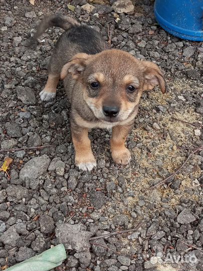 Собака (Девочка)в добрые руки отдам бесплатно