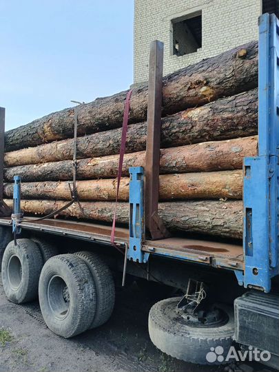 Лес кругляк сосна