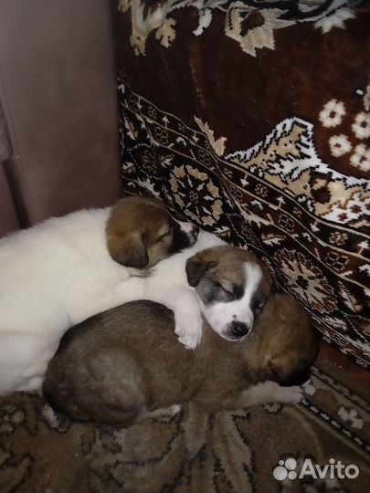 Возьмите щенков