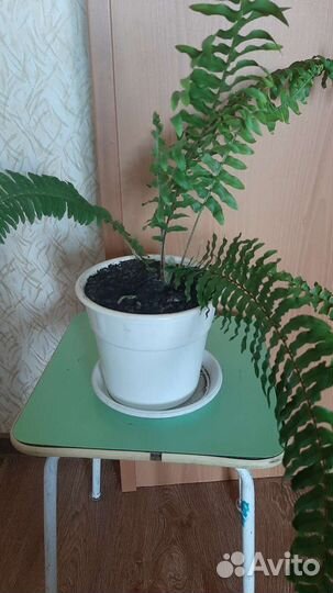 Папоротник