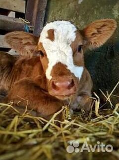 Идеальные телята для молочных и мясных хозяйств