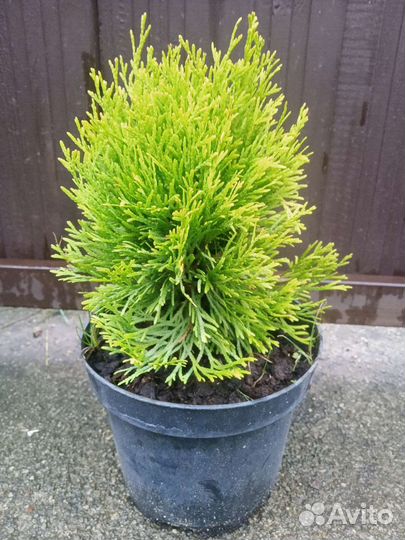 Туи Янтарная, Курник (корник), эрикойдес