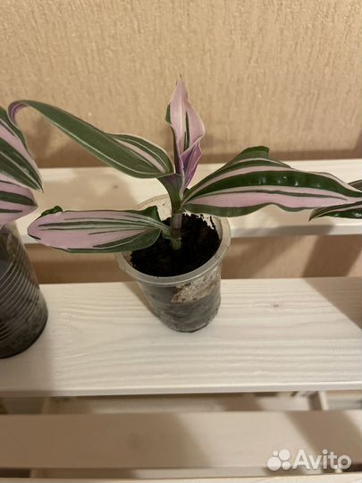 Традесканция нанук