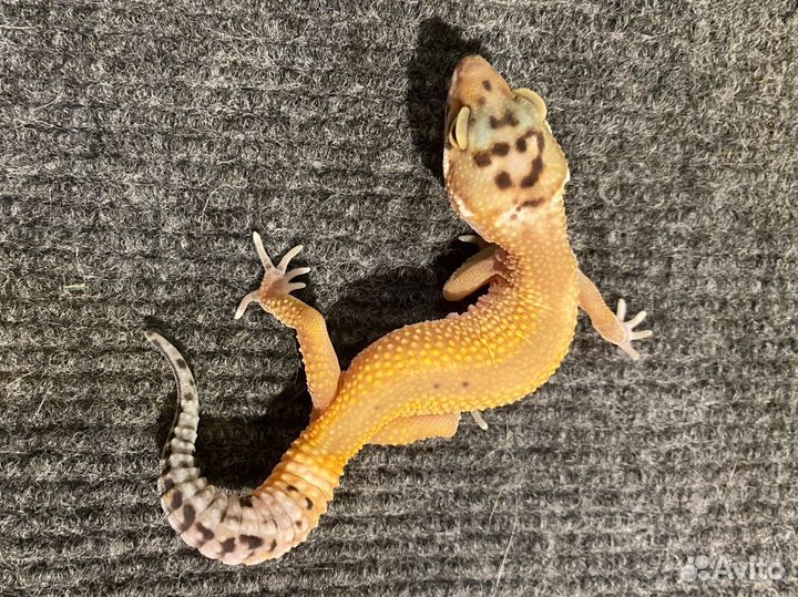 Геккон эублефар