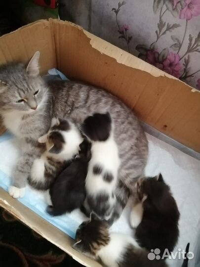 Отдам в добрые руки котят