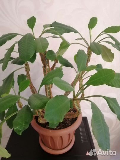 Кактус молочай с горшком