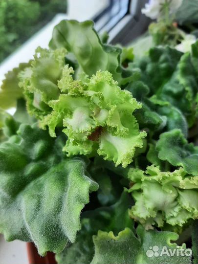 Цветущие фиалки