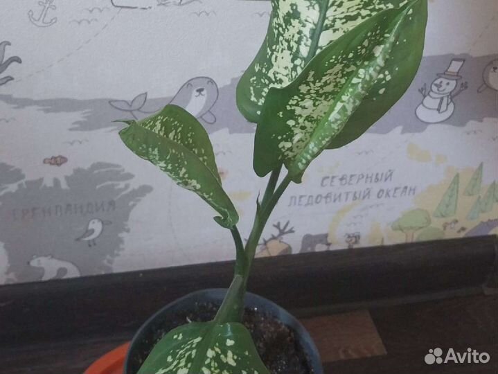 Диффенбахия пятнистая