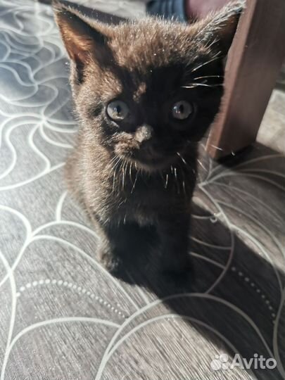 Кошки в добрые руки