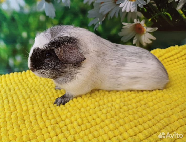 Морская свинка далматин