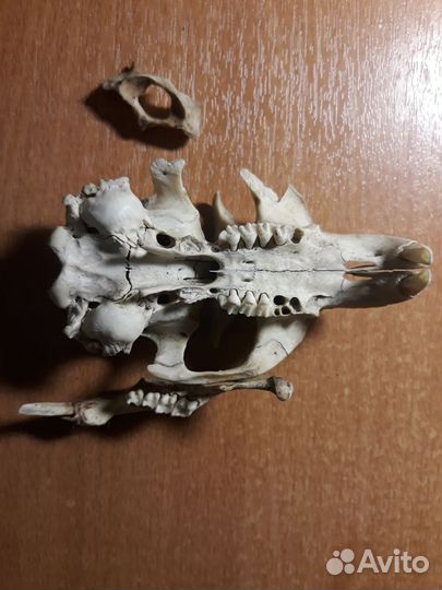 Череп грызуна