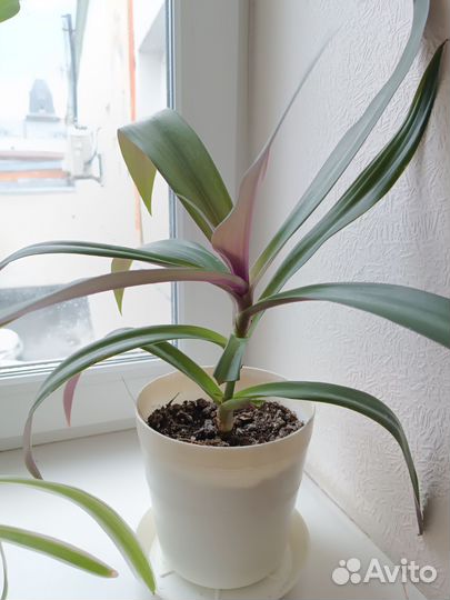 Традесканция рео разноцветный