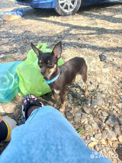 Случка собак