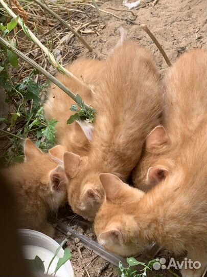 Котята в добрые руки