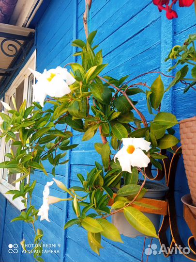 Дипладения белая